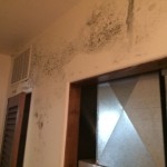 7429 Mesa Drive - Mold