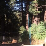 7429 Mesa - Redwood Grove