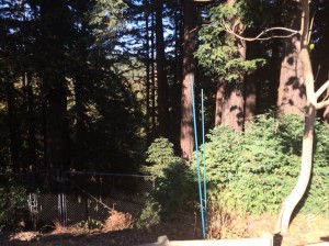 7429 Mesa - Redwood Grove