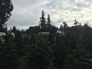 Aptos Christmas Tree Lot