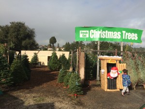 Aptos Christmas Tree Lot