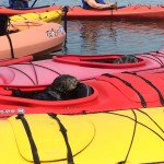 Sea Otter